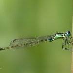 Šidélko větší - samec (Ischnura elegans - male), Valtice, NPP Rendez-vous