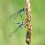 Šidélko větší (Ischnura elegans), Valtice, NPP Rendez-vous