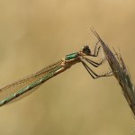 Šídlatka páskovaná - samice (Lestes sponsa - female), přírodní park Sedmihoří, PP Racovské rybníčky