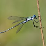 Šídlatka páskovaná - samec (Lestes sponsa - male), přírodní park Sedmihoří, PP Racovské rybníčky