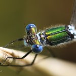 Šídlatka páskovaná - samec (Lestes sponsa - male), přírodní park Sedmihoří, PP Racovské rybníčky