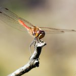 Vážka obecná - samec (Sympetrum vulgatum - male), přírodní park Sedmihoří