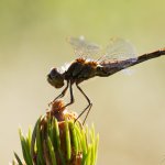 Vážka obecná - samice (Sympetrum vulgatum - female), přírodní park Sedmihoří