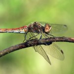 Vážka obecná - samice (Sympetrum vulgatum - female), PřP Česká Kanada