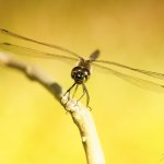 Vážka tmavá - samec (Sympetrum danae - male), PřP Česká Kanada