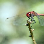 Vážka rudá - samec (Sympetrum sanguineum - male), PřP Česká Kanada