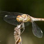 Vážka žíhaná, samice / Sympetrum striolatum, female, PřP Česká Kanada