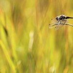 Vážka tmavá - samec (Sympetrum danae - male), PřP Česká Kanada, PP Gebhárecký rybník