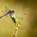 Vážka tmavá, samec / Sympetrum danae, male / Black Darter, PřP Česká Kanada, PP Gebhárecký rybník