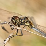 Vážka tmavá, samice / Sympetrum danae, female / Black Darter, CHKO Slavkovský les, Mýtský rybník