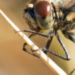 Vážka tmavá, samice / Sympetrum danae, female / Black Darter, CHKO Slavkovský les, Mýtský rybník