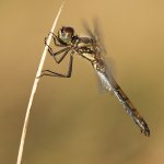 Vážka tmavá, samice / Sympetrum danae, female / Black Darter, CHKO Slavkovský les, Mýtský rybník