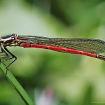 Šidélko ruměnné (Pyrrhosoma nymphula), Hradišťany