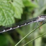 Šidélko kroužkované - samice (Enallagma cyathigerum - female), Hradišťany