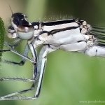 Šidélko kroužkované - samice (Enallagma cyathigerum - female), Hradišťany