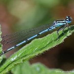 Šidélko páskované - samec (Coenagrion puella - male), Hradišťany