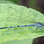 Šidélko páskované - samec (Coenagrion puella - male), Hradišťany