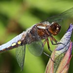 Vážka ploská - samec (Libellula depressa - male), Hradišťany