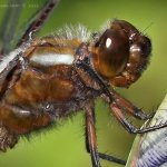 Vážka ploská - samec (Libellula depressa - male), Hradišťany