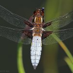 Vážka ploská - samec (Libellula depressa - male), Hradišťany