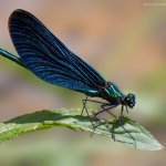 Motýlice obecná - samec (Calopteryx virgo - male), Hradišťany