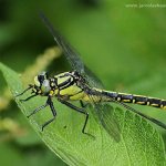 Klínatka obecná - samice (Gomphus vulgatissimus - female), Hradišťany