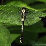 Klínatka obecná - samice (Gomphus vulgatissimus - female), Hradišťany