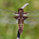 Vážka ploská - samice (Libellula depressa - female), Hradišťany